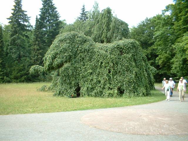 DSCF0040 Ein Elefant im Cecilienpark.